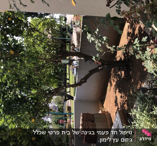 עץ לימון עם פירות, ערוגת אדמה, צינור השקיה